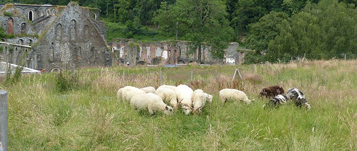 Atelier et échange de pratiques  – Gestion des espèces végétales invasives dans les lieux patrimoniaux